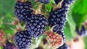 Buy Blackberry Waldo Vine in Australia Rubus ursinus x Rubus hybrids