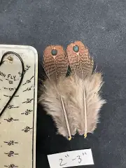 Rothschild Peacock Pheasant feathers