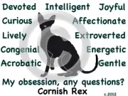 Cornish Rex Cat My Obsession, any questions? Pillow 16 x 16 free ship