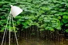 3D Green Plant Wallpaper Wall Mural Removable Self-adhesive 151