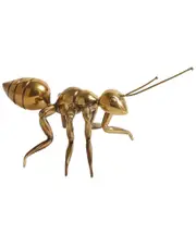 Global Views Pharaoh Ant