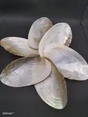 Set of 6 pearl habib mussel shell plates. Kitchenware seashells serving dining