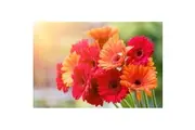 GERBERA 'Single Flowered Hybrids Mix' seeds - Standard Packet (see description for seed quantity)