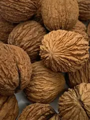 Black Walnuts In-Shell (3 Pounds) Wild Foraged