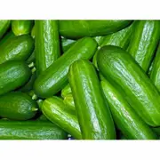 CUCUMBER LEBANESE 'Biet Alpha' seeds