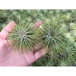 變異小精靈IONANTHA VAR. IONANTHA-TILLANDISIA 空氣鳳梨