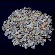 Brown Coquina Clam Shells Natural Sea Shell approx.3000 pcs 1 Pound