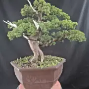 Bonsai tree || Juniperus Chinensis Sargentii || medium size ||free phytosanitary