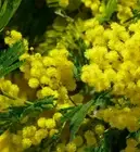 Mimosa Absolute, Wattle, Acacia Dealbata, Pure Flower Extract, Perfume Perfumery