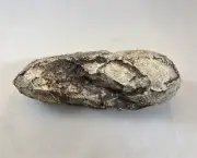 Velociraptor Egg Replica Dinosaur Fossil