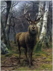 Deer Forest R Bonheur Accent Tile Mural Kitchen Bathroom Wall Backsplash Ceramic