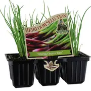 Spring Onion 'Red' Punnet - Pisum sativum