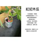 心栽花坊-紅妃木瓜/4吋/木瓜苗/嫁接苗/以會開花/水果苗/售價250特價200