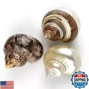 Worlds 3PC Large Mix Hermit Crab ShellsandTurbo Shells 2"-2-3/4"Inch