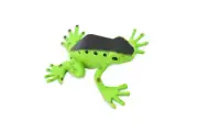 Poison Dart Frog Green and Black Plastic Toy Realistic Figure Model 1.5" F091