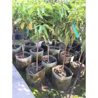 在飛比找蝦皮購物優惠-🌱「岷成果樹苗園-果語樹學果樹專賣」咖啡苗/阿拉比卡咖啡/咖