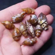 10pcs Gastropod Transparent Fossil Chalcedony mineral Agate Jurassic 30