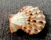 Mirapecten moluccensis 27 mm F+++/gem PINKISH Albino white Collection"