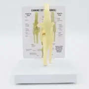 Animal Skeleton Model Canine Knee Joint Anatomical Manual Science Gifts