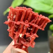3g Natural Red coral reef Cluster Ocean Mineral Crystal Specimen