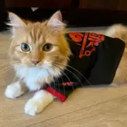 Pet Cat Dog Clothes Kimono Japanese Yukata Shirts Tops Hanfu Retro Cute Costume