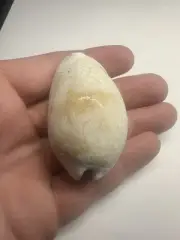 Cowrie Shell Fossil Florida Pleistocene 2.28 Inch
