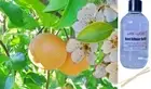 ASIAN PEAR & LILY - Reed Diffuser Refill