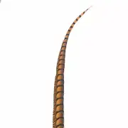 30" to 38" Lady Amherst Pheasant Side Tail Feather - Orange