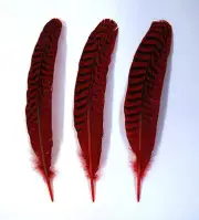 3 Pcs PEACOCK QUILLS 10"-14" Dyed RED Feathers; Costume/Bridal/Halloween