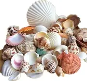Ardisle Beach Mixed Sea Shells Shell Craft Table Decor Aquarium Fish Tank Small Medium by Ardisle
