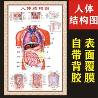 在飛比找蝦皮購物優惠-特賣 人體結構圖穴位醫學人體解剖圖片全身內臟器官骨骼肌肉構造