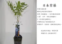 在飛比找露天拍賣優惠-心栽花坊-日本紫藤/紫藤花/秋冬會落葉/4吋/高壓苗/蔓性植