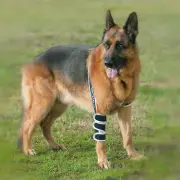 Balto Dog Elbow Brace: Hygromas, Dysplasia, Unilateral. BT-SOFT Orthopaedic