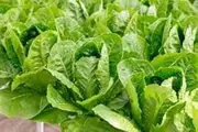 Lettuce Cos 50 Seeds