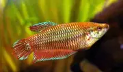 Female Betta Fish 3.5cm