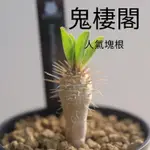 鬼棲閣/大戟科/耐旱植物/人氣排行/潮流植物/特殊景觀