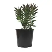 200mm Leucadendron - Leucadendron Safari Sunset