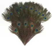 15PCS Real Natural Peacock Feathers, 10-12 Inches Peacock Tail Feather for Craft