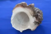 HUGE Nature Turbo marmoratus- Green turban Shell, 217mm length (8.54inch)- Nice
