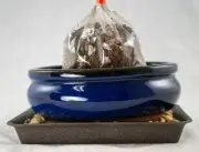 6" Oval Dark Blue Glazed Shohin Bonsai, Cactus & Succulent Pot/Combo/Kit