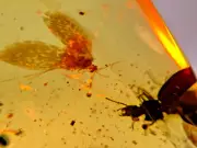 A101 BU1027 Lacewing color wings Carabid authentic Burmese Amber Myanmar ~99mya