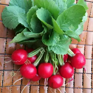 🌿鳳鳴🌱櫻桃蘿蔔種子小羅蔔紅色四季蔬菜種子陽臺盆栽田園菜籽種 種子 種籽