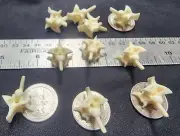 Western Diamondback Rattlesnake Snake Vertebrae Bone Jewelry 10 MONSTER V50
