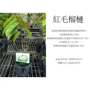 心栽花坊-紅毛榴槤/刺果番荔枝/水果苗/售價250特價200