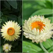 Everlasting Daisy - Lemon Yellow seeds