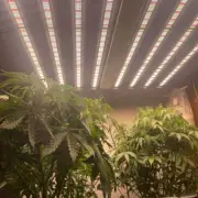 Spider 1000W Most Efficient LED Grow Light Full Spectrum Hydroponics Indoor Grow