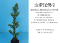 在飛比找Yahoo!奇摩拍賣優惠-心栽花坊-金鑽羅漢松/3吋/松/杉/柏/檜/售價100特價9