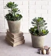 Pack Of 2 Lifelike Artificial Zwartkop Succulent Blooms Botanicas In Earth Pots