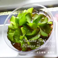 在飛比找蝦皮購物優惠-[綠色天地] ~ 槐葉萍 ~ 水耕 浮萍 魚菜共生 水生植物