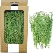 Cayway Miniature Shrubs Model Bushes Long Shrub Vegetation Groups Static Grass Tuft for DIY Model Train Landscape Railroad Scenery, Grass green